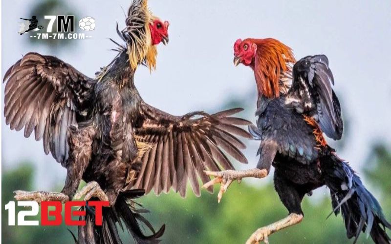 Đôi nét về đá gà 12bet
