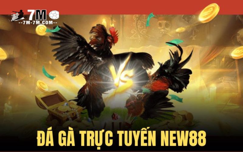 Khám phá sân chơi đá gà cùng nhiều hình thức cược hot