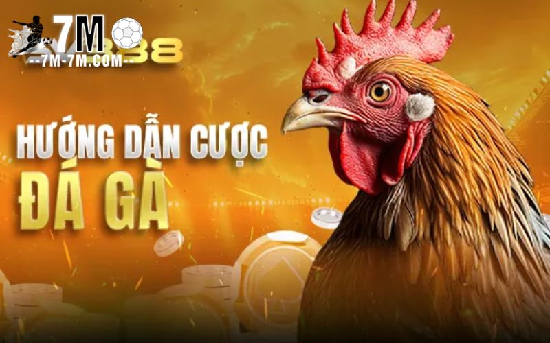 Cách đặt cược đá gà trên SV388