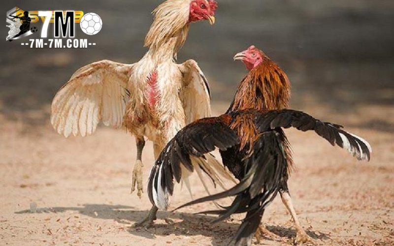 Quy trình tổ chức một trận đấu đá gà cựa dao tre