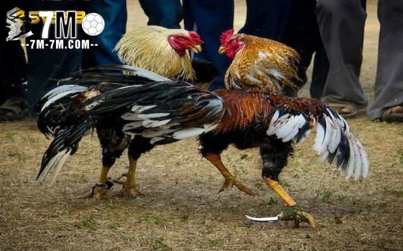 Quy định cơ bản trong thi đấu đá gà cựa dao tre
