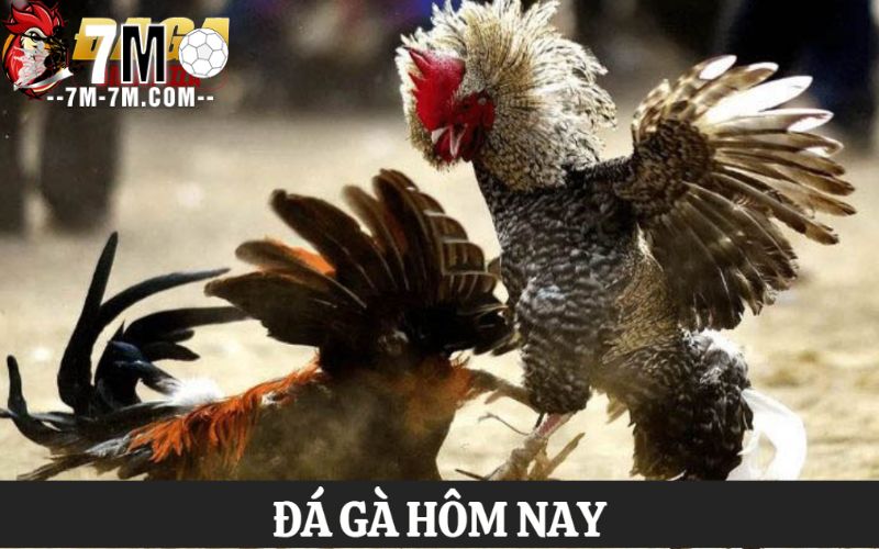 Chơi đá gà hôm nay với tỷ lệ thưởng hấp dẫn tại daga.pizza
