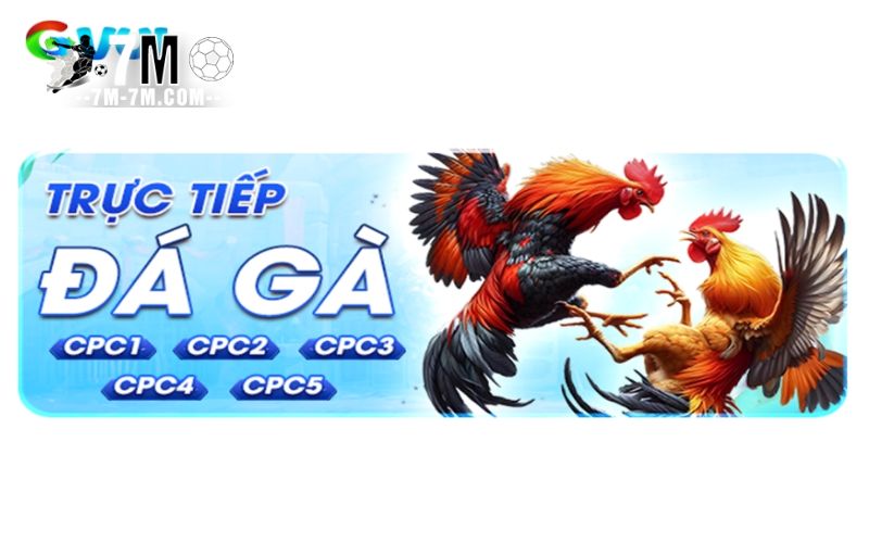 Một vài lưu ý khi tham gia xem đá gà tại GVUI